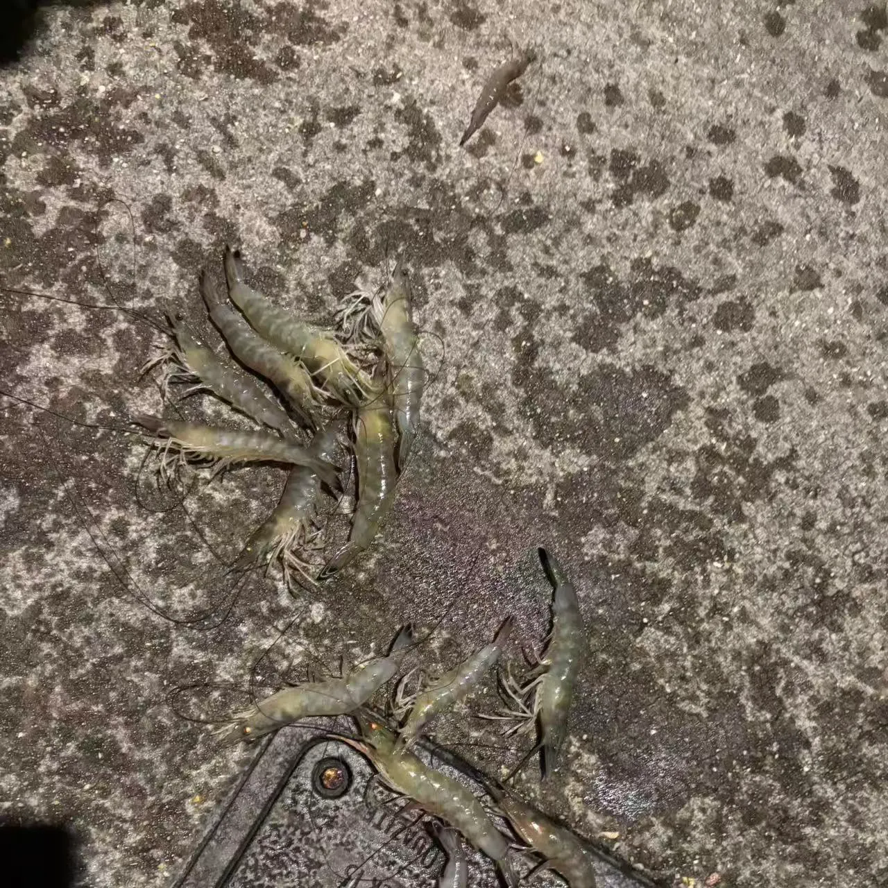 Fish caught on Fishbrain