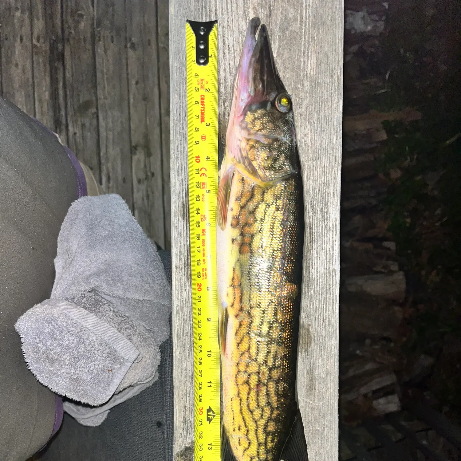 recently logged catches
