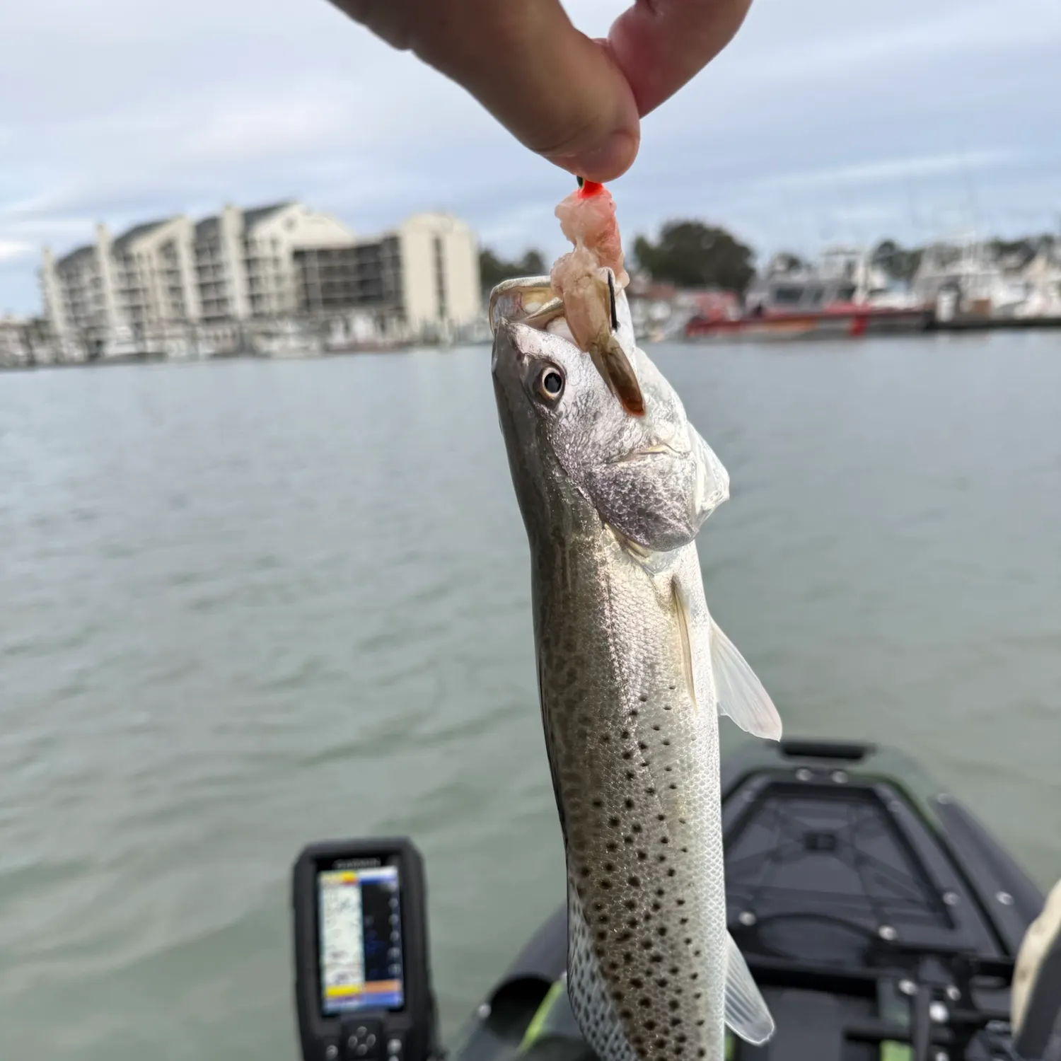 Spotted seatrout caught on Fishbrain