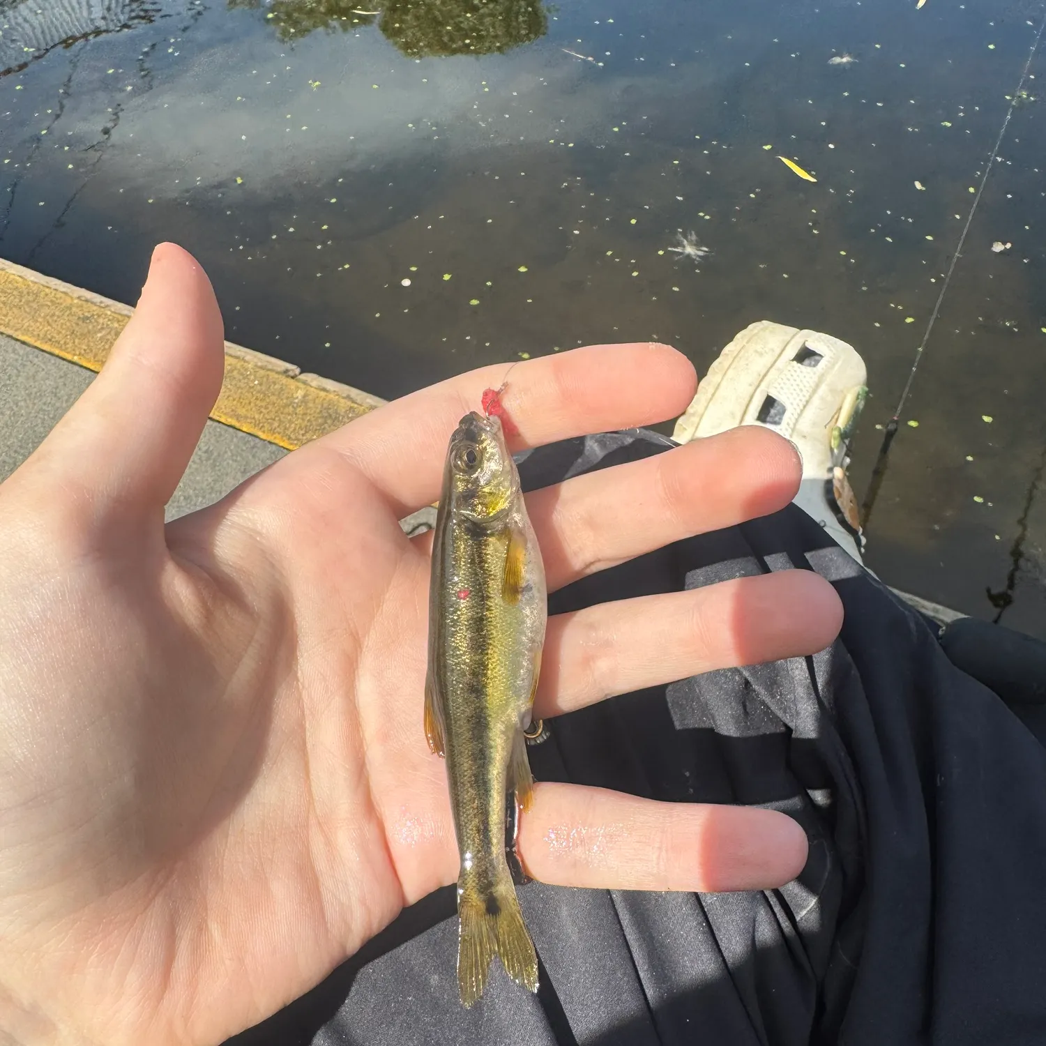 The most recent Eurasian minnow catches on Fishbrain