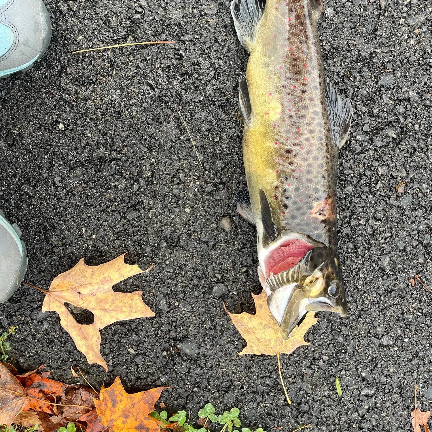 Brown trout caught on Fishbrain