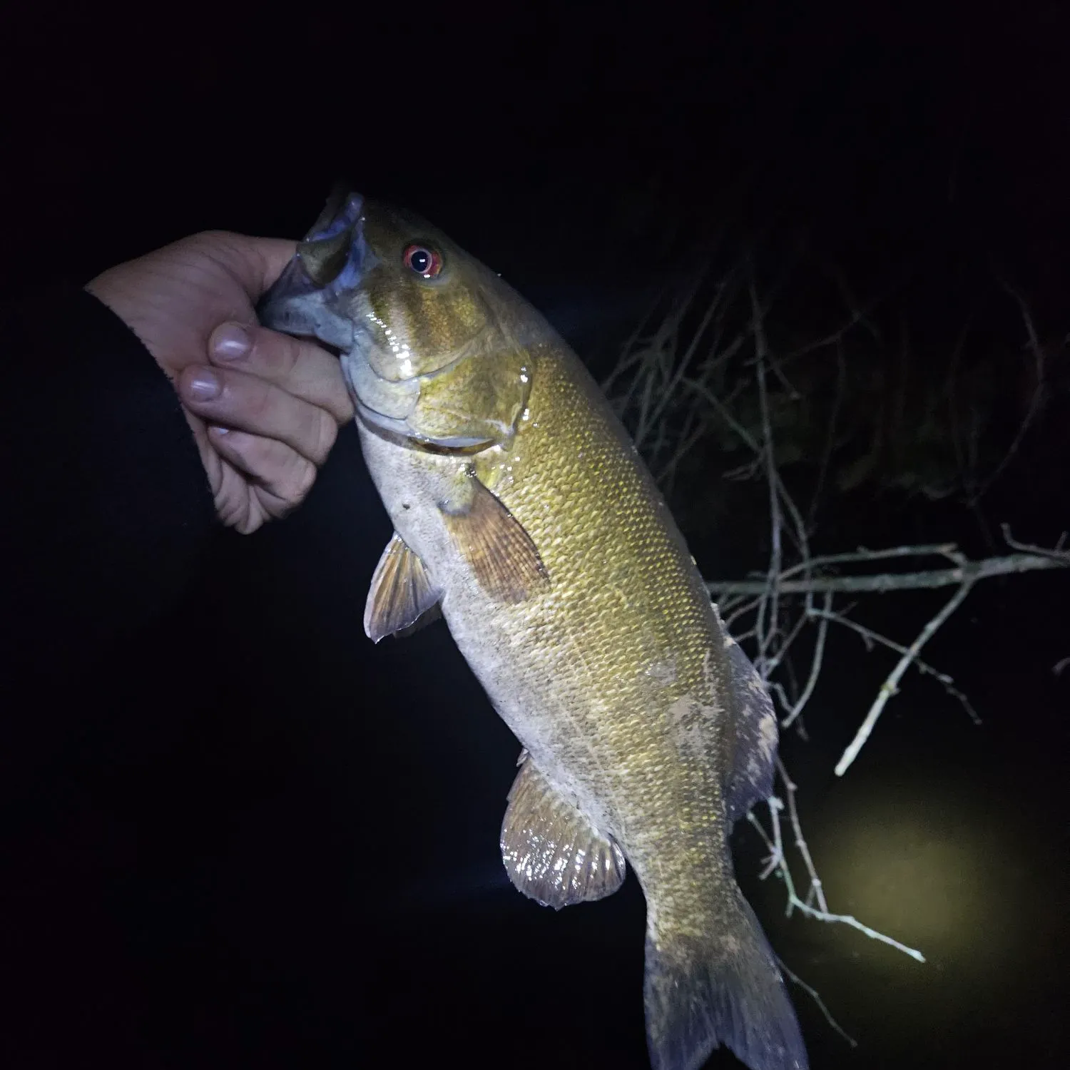 Smallmouth bass caught on Fishbrain
