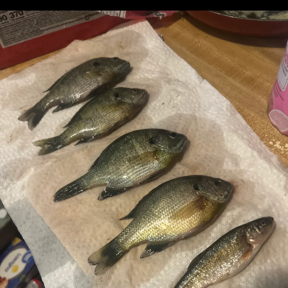 recently logged catches