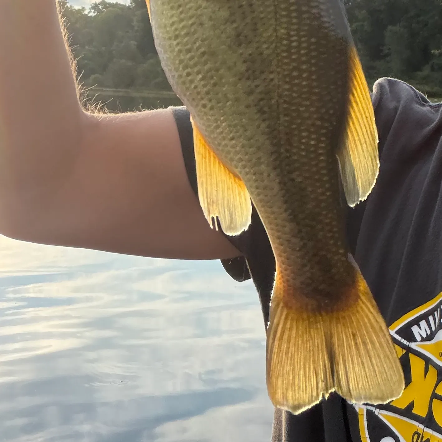Largemouth bass caught on Fishbrain