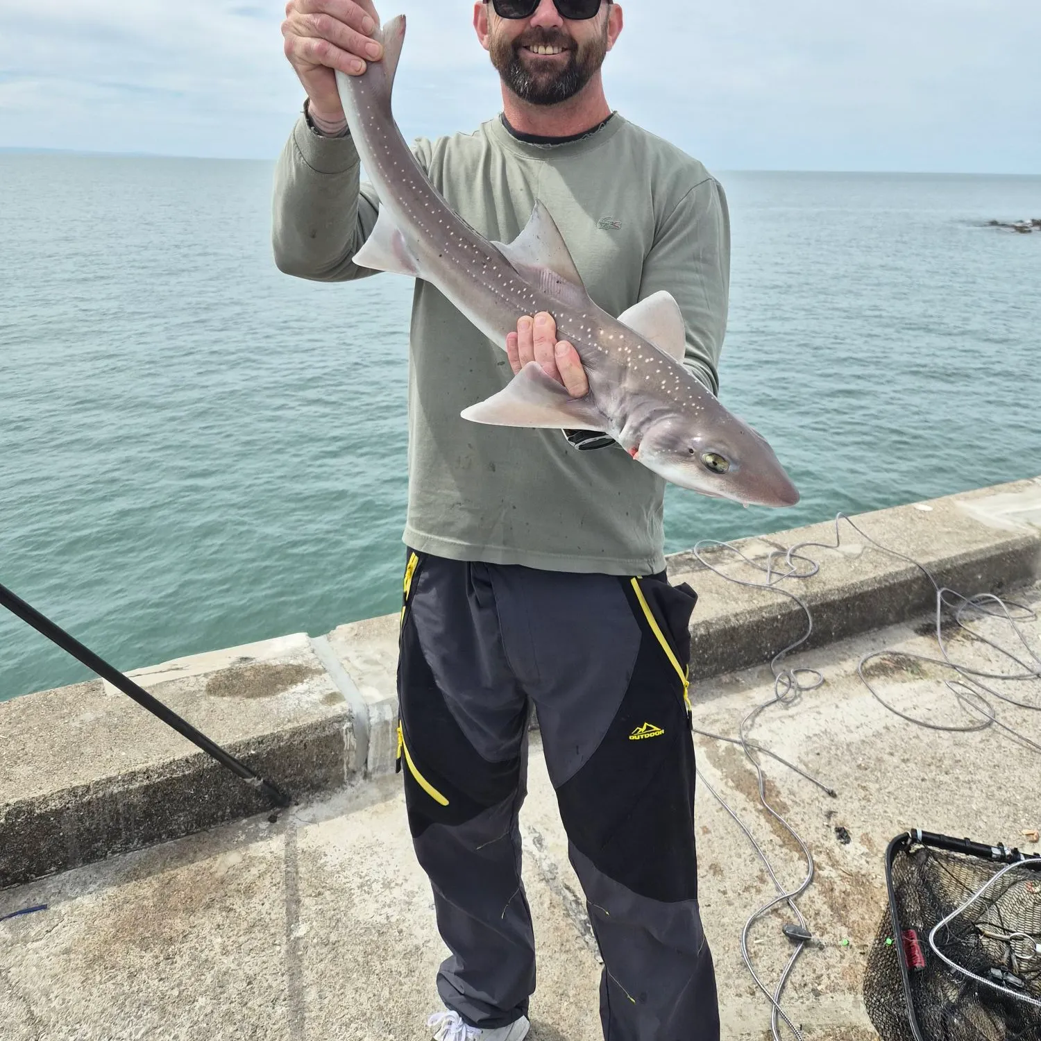 The most recent Starry smooth-hound catches on Fishbrain