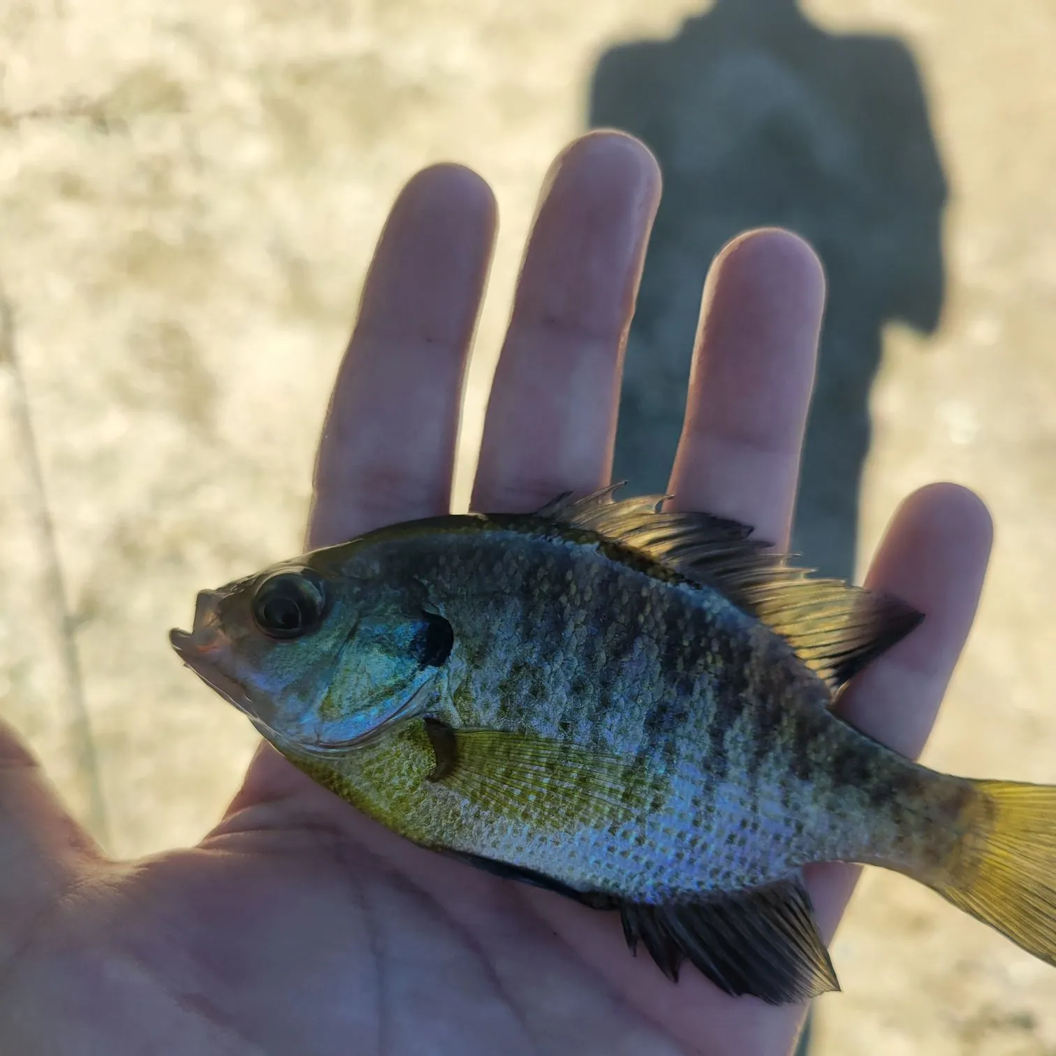 Bluegill caught on Fishbrain