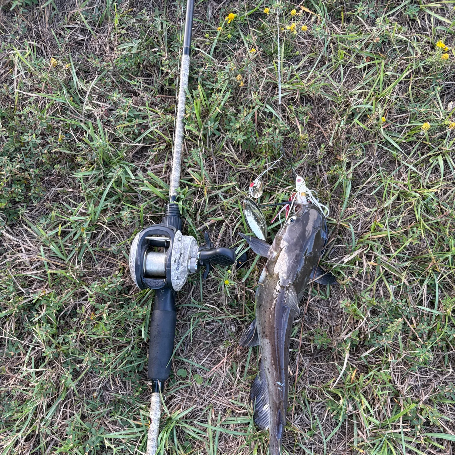 Channel catfish caught on Fishbrain