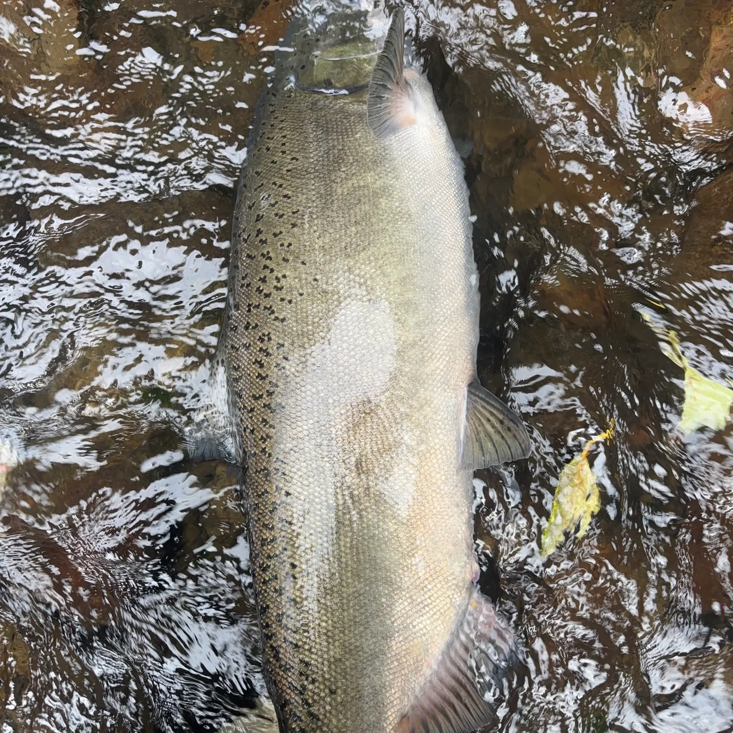 Chinook salmon caught on Fishbrain