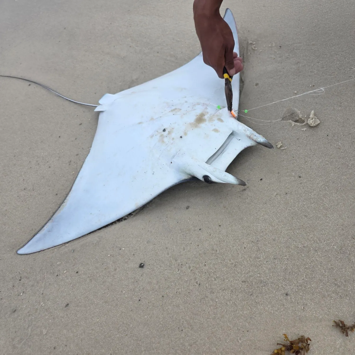 The most recent Reef manta ray catches on Fishbrain
