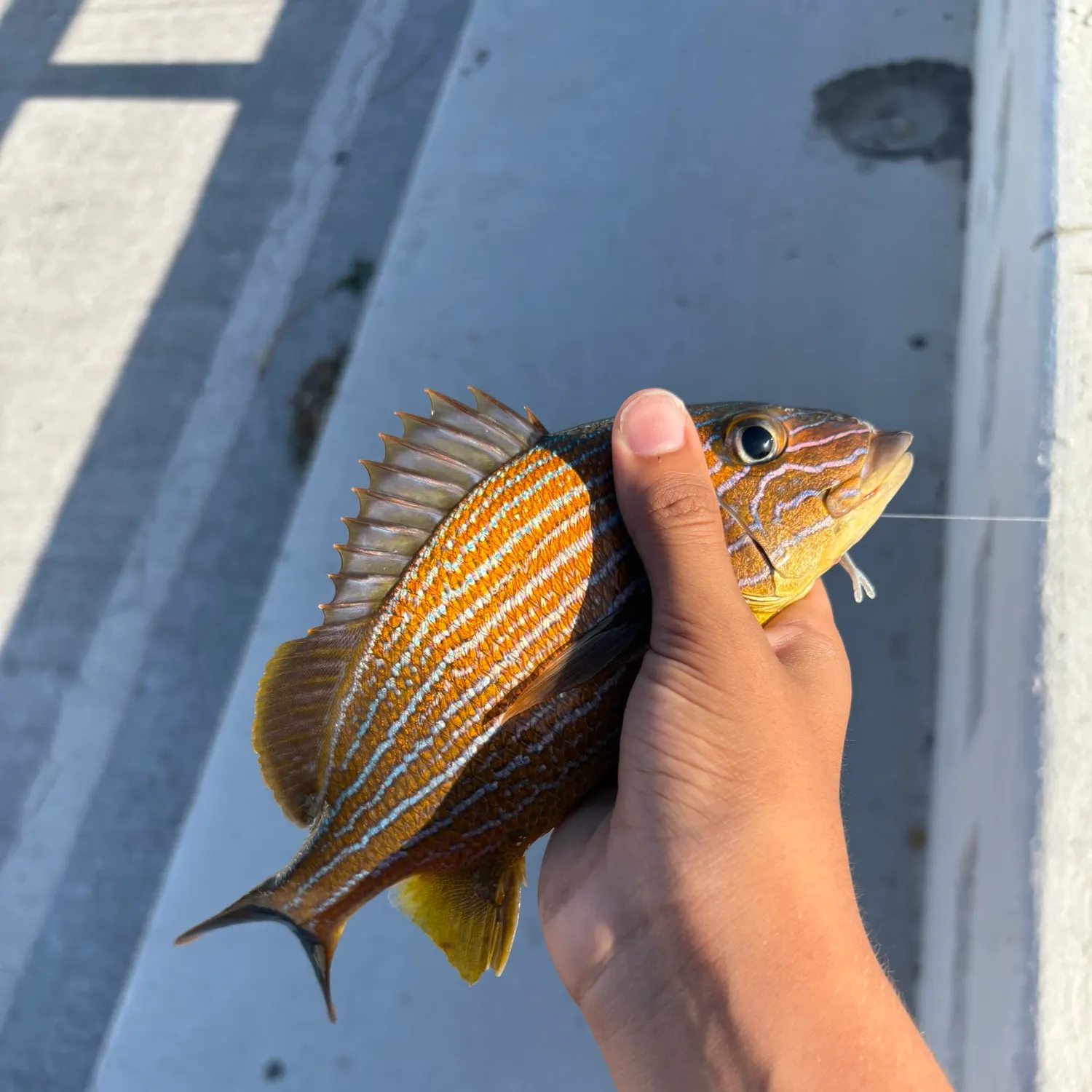 The most recent Bluestriped grunt catches on Fishbrain