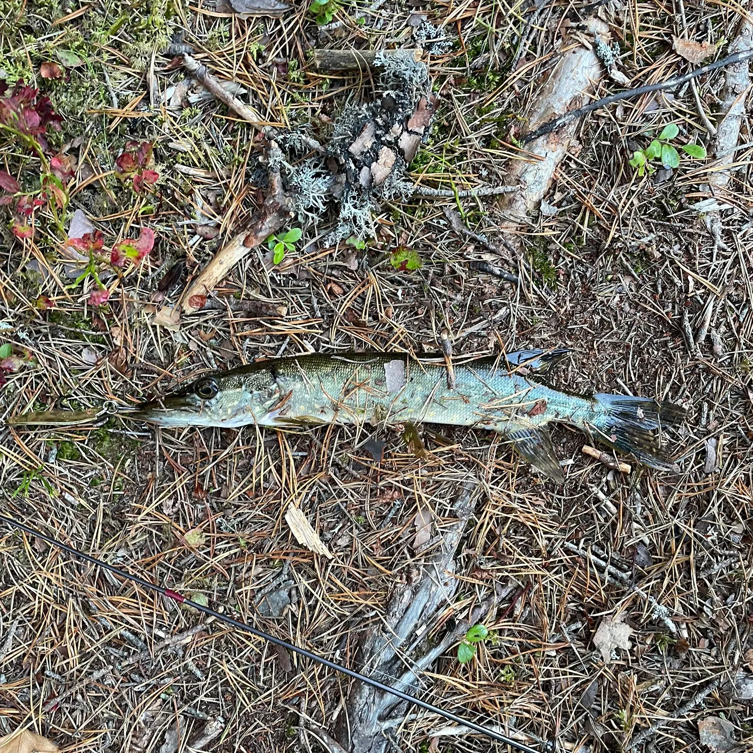 Northern pike caught on Fishbrain