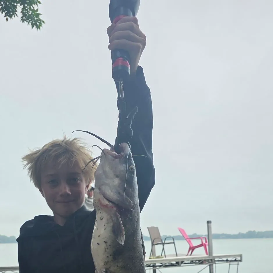 Channel catfish caught on Fishbrain