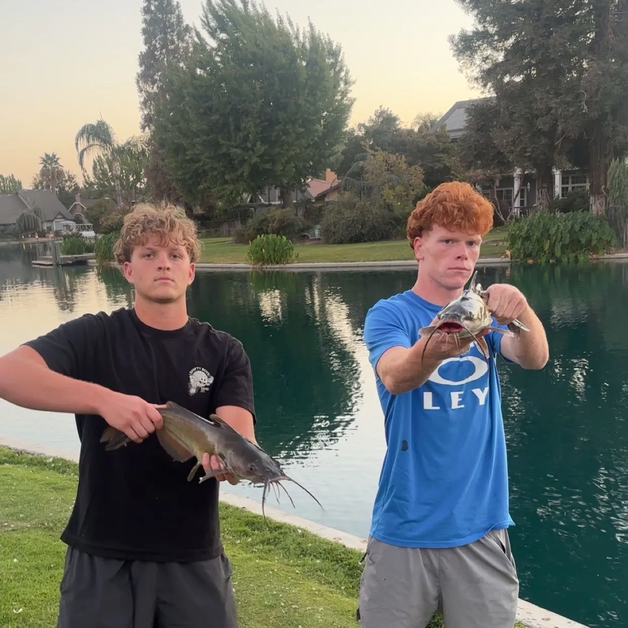 Channel catfish caught on Fishbrain