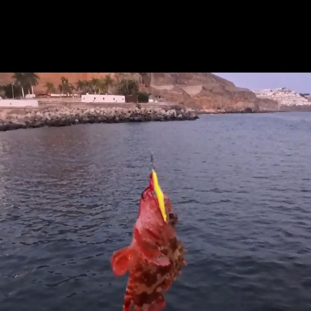 The most recent Bocaccio rockfish catches on Fishbrain