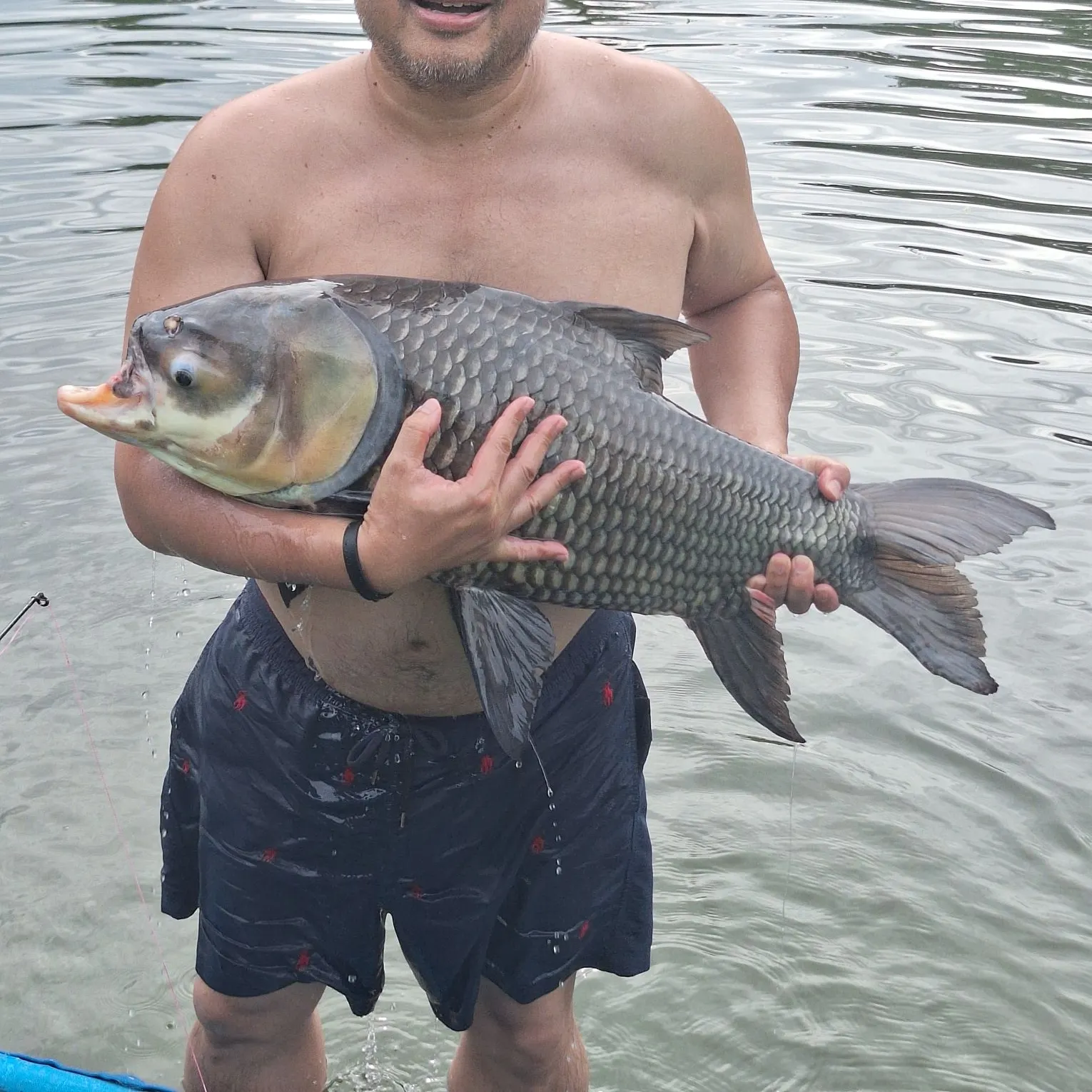 The most recent Siamese carp catches on Fishbrain