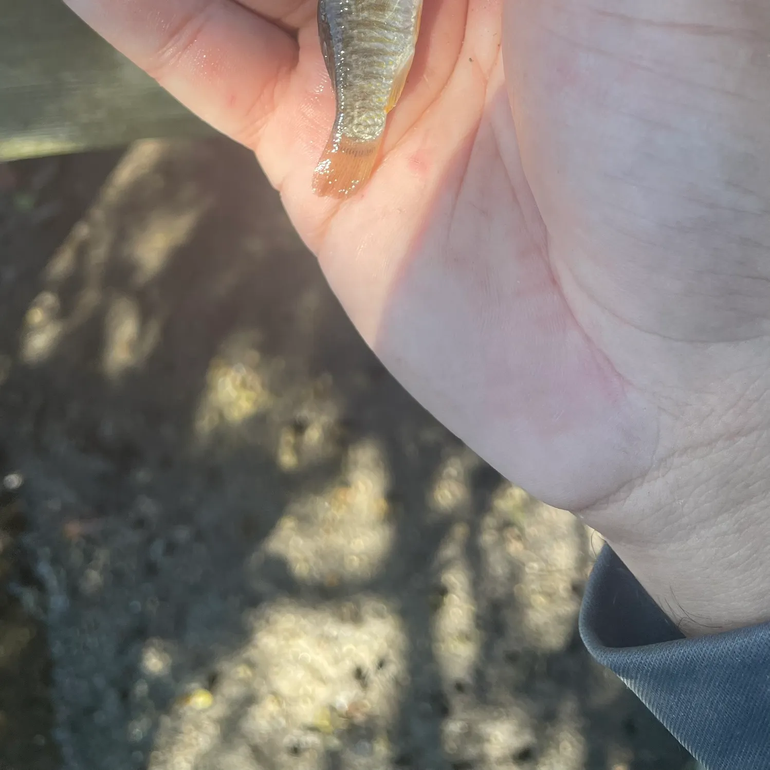 The most recent Goldspotted killifish catches on Fishbrain