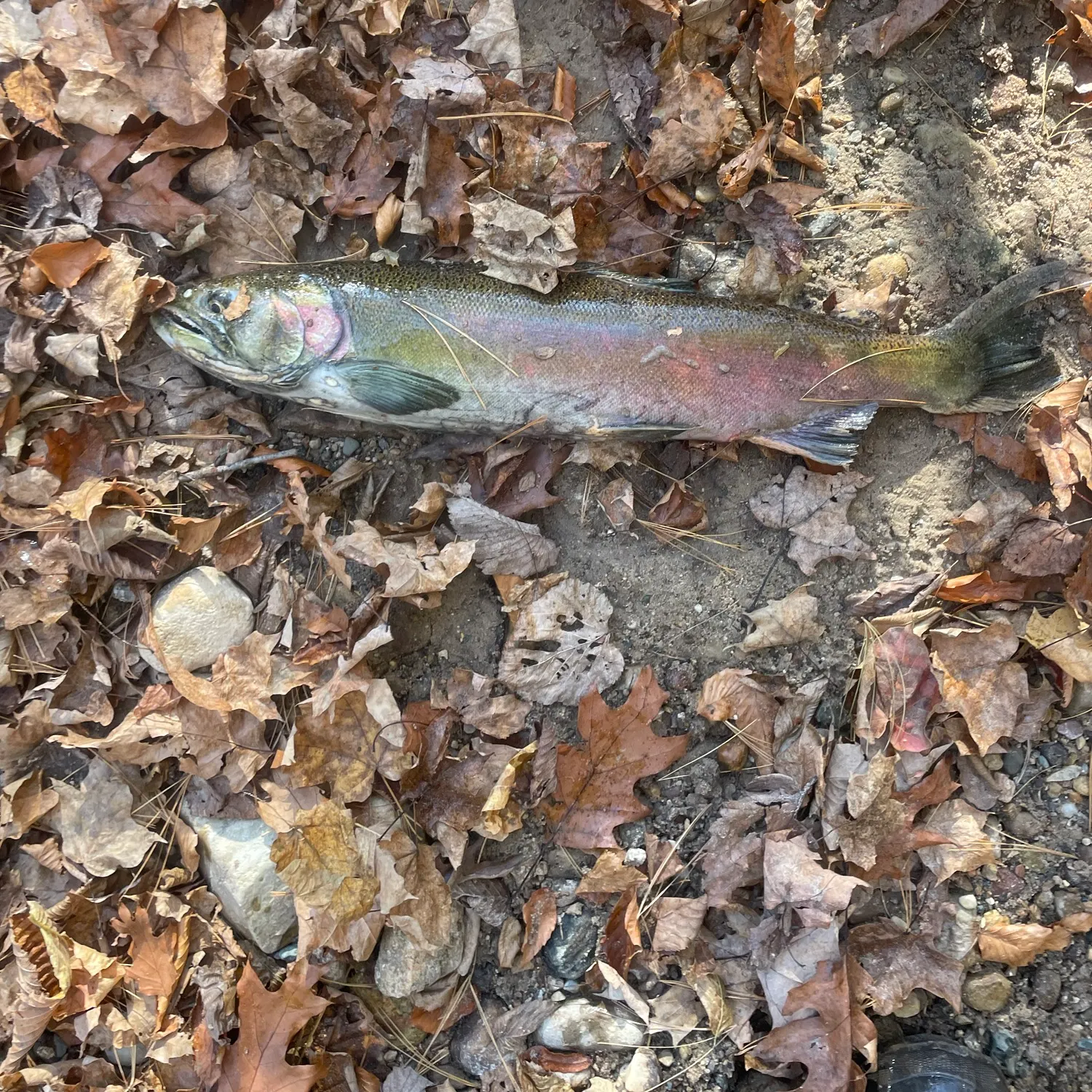 Coho salmon caught on Fishbrain