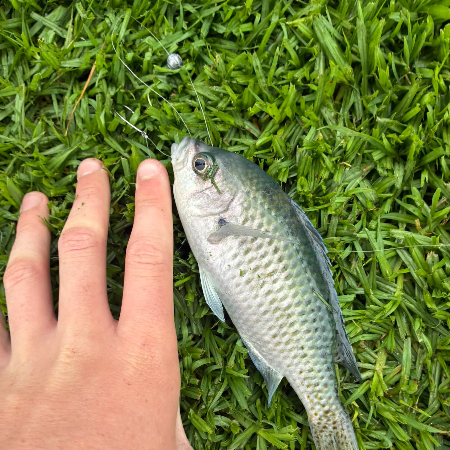 The most recent Blacksmith catches on Fishbrain