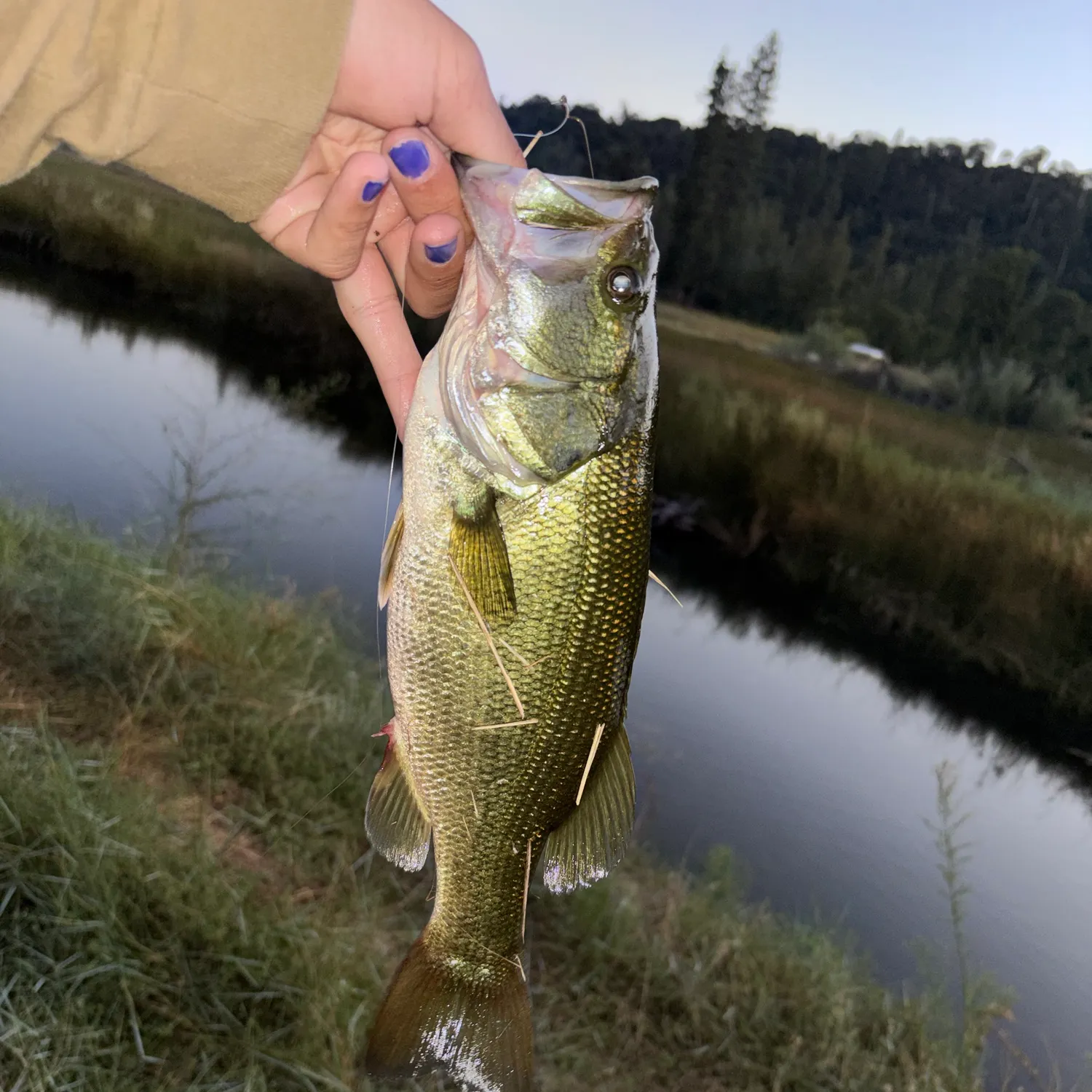 Largemouth bass caught on Fishbrain