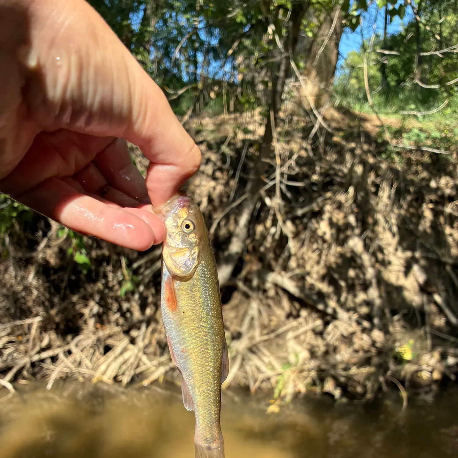 Creek chub caught on Fishbrain