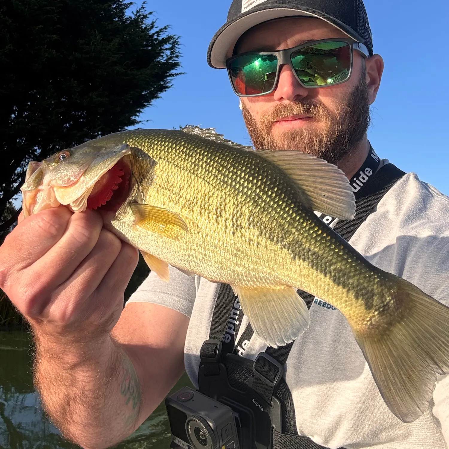 Largemouth bass caught on Fishbrain