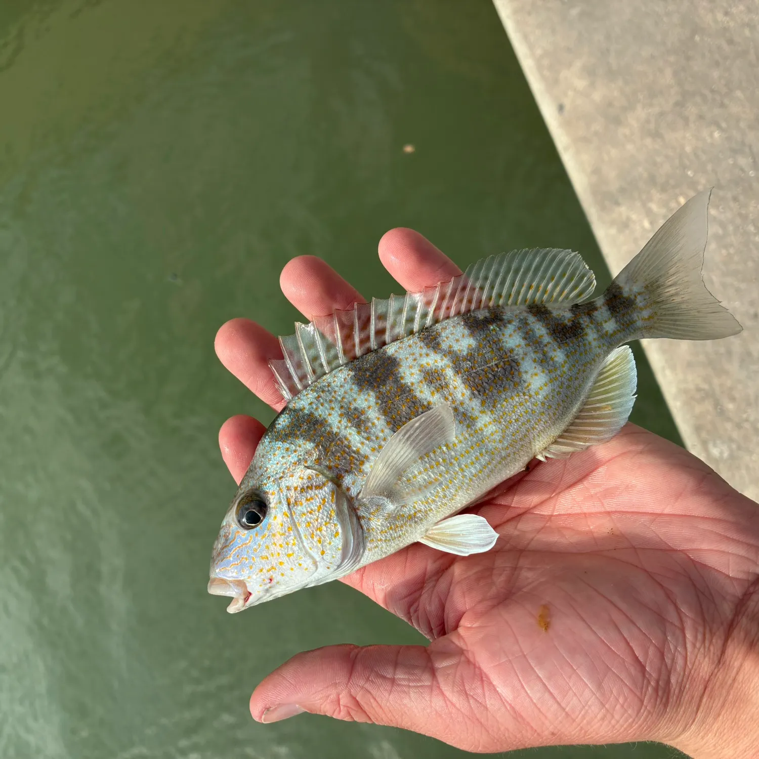 The most recent Sand perch catches on Fishbrain