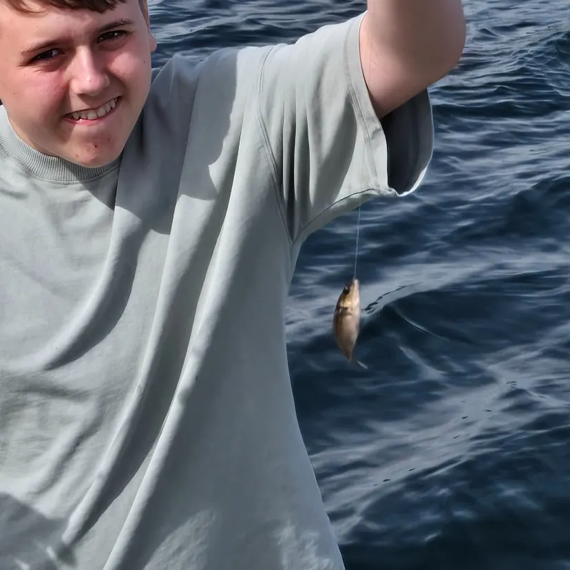 The most recent Cunner catches on Fishbrain