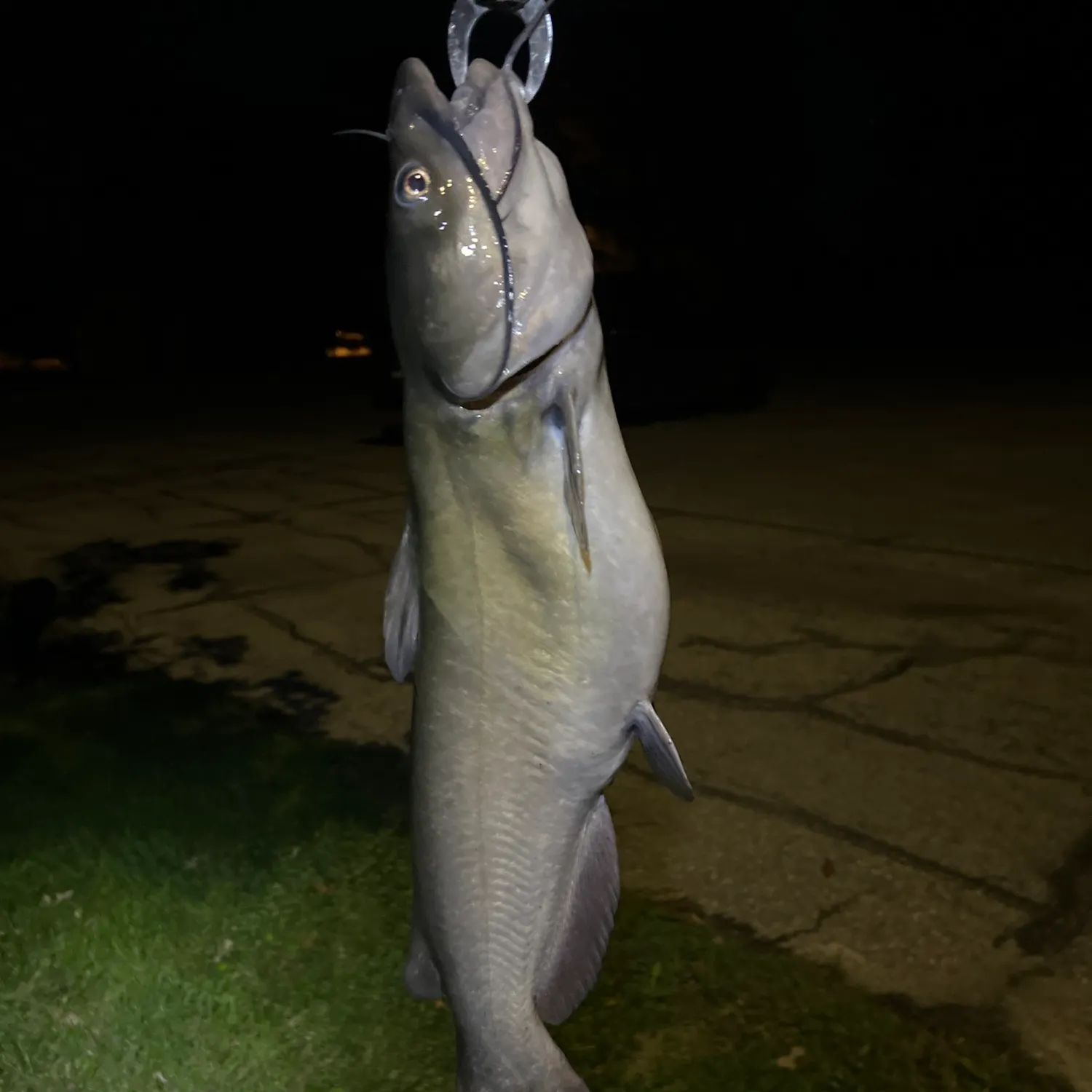 Channel catfish caught on Fishbrain