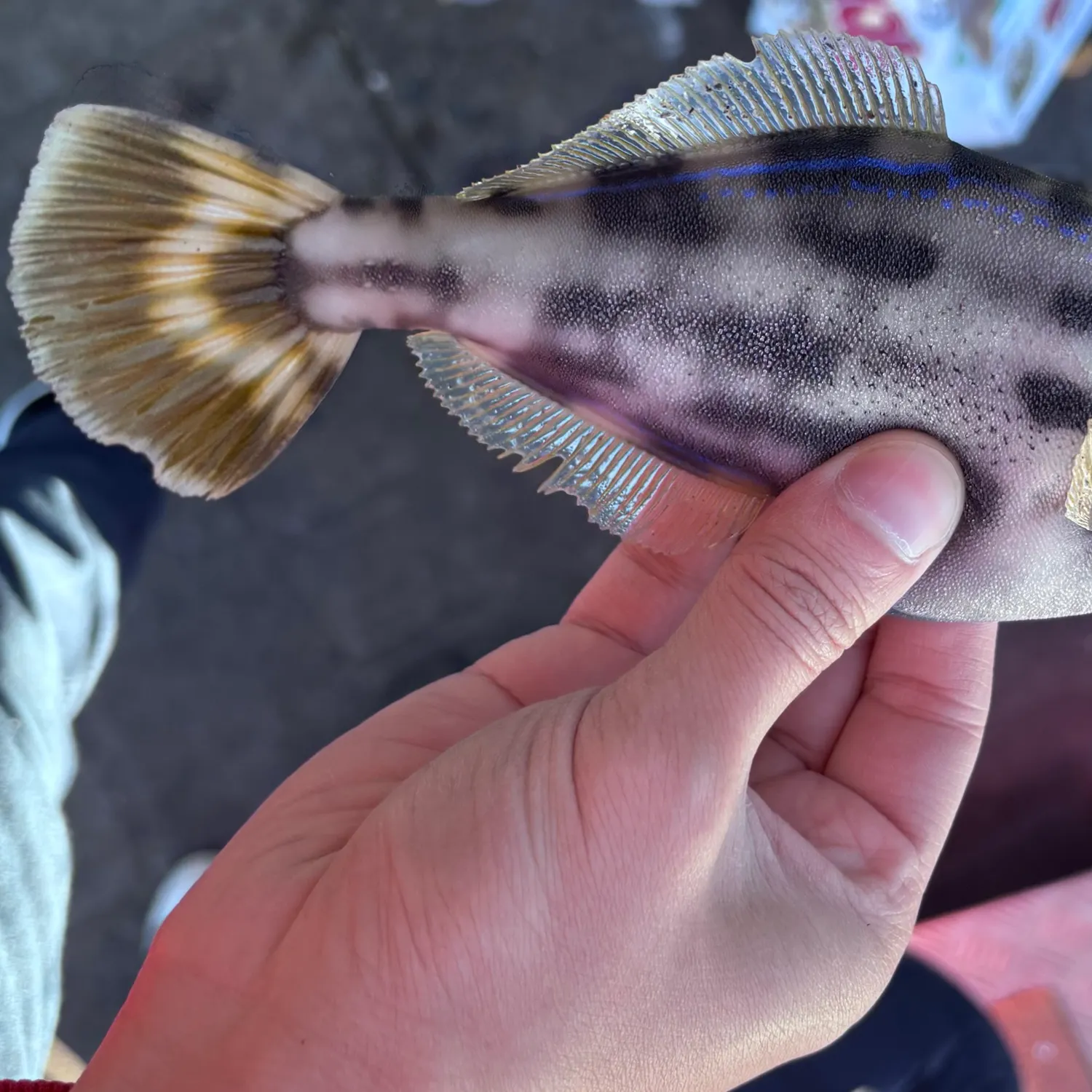 The most recent Yellowfin leatherjacket catches on Fishbrain