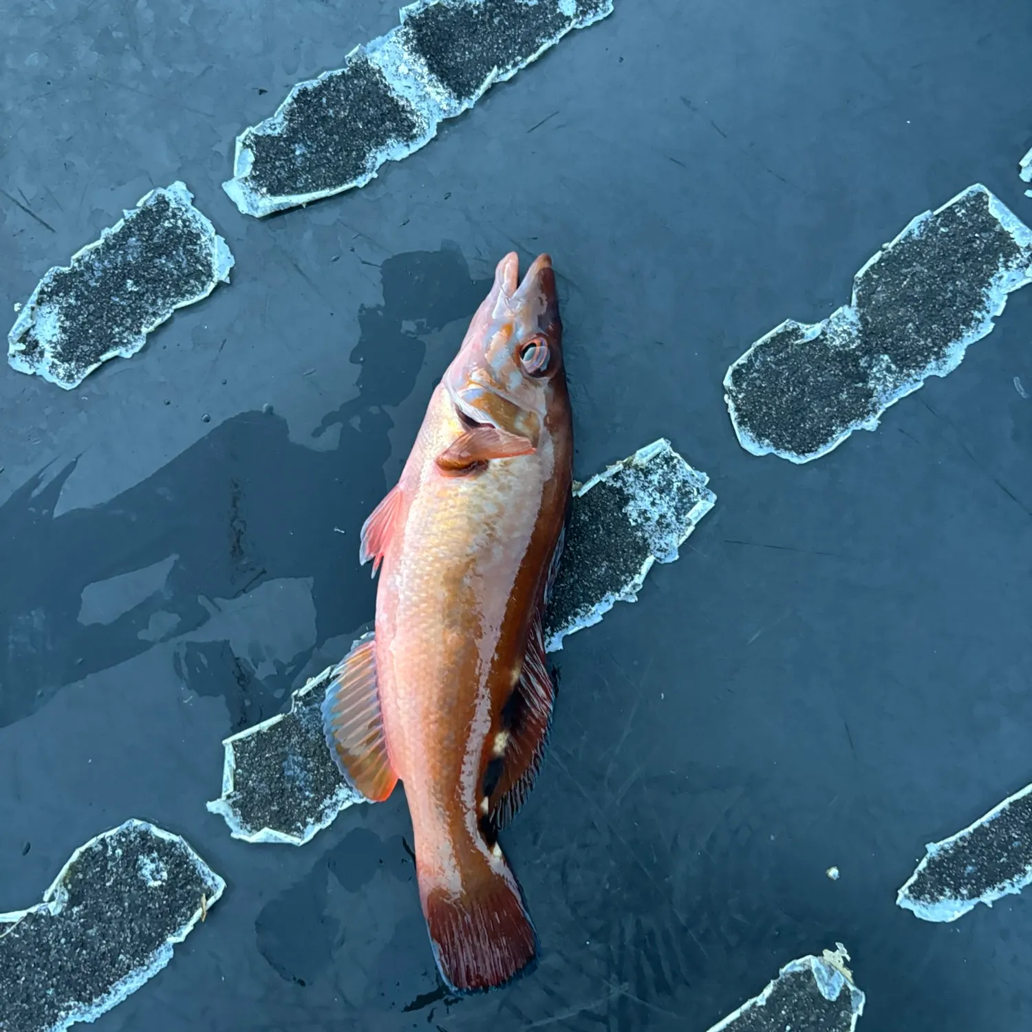 The most recent Scale-rayed wrasse catches on Fishbrain