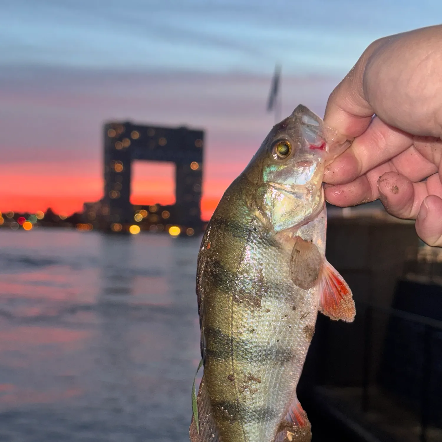 European perch caught on Fishbrain