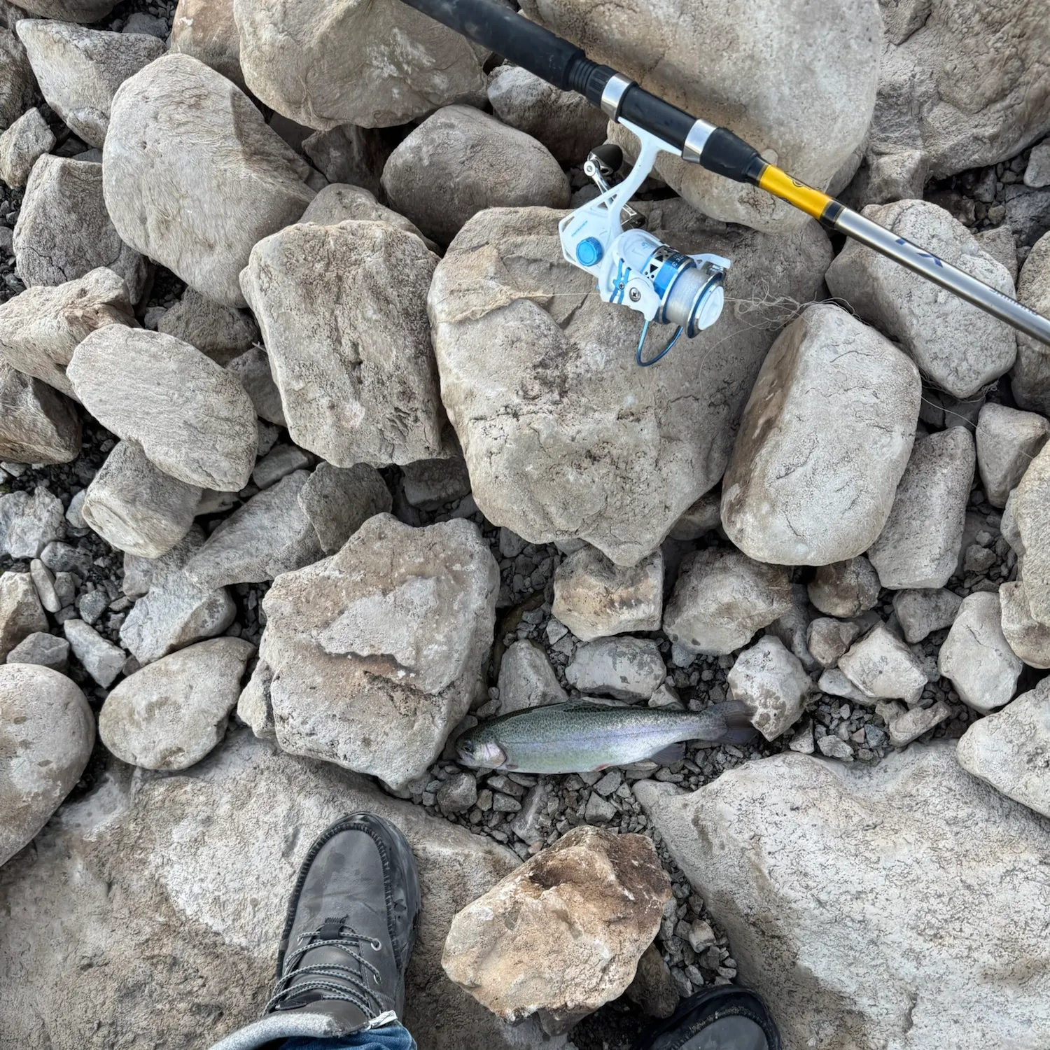 Rainbow trout caught on Fishbrain