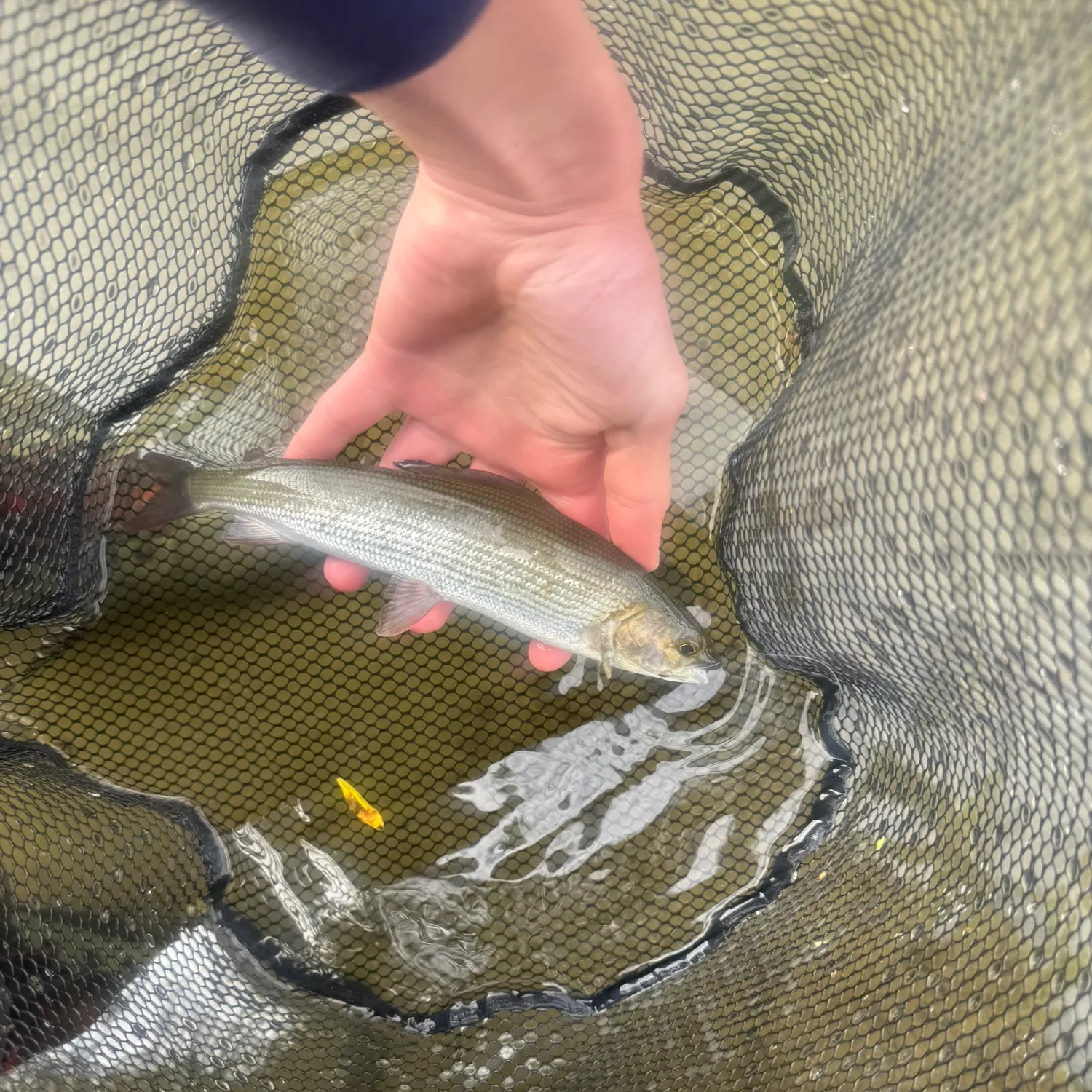 European grayling caught on Fishbrain