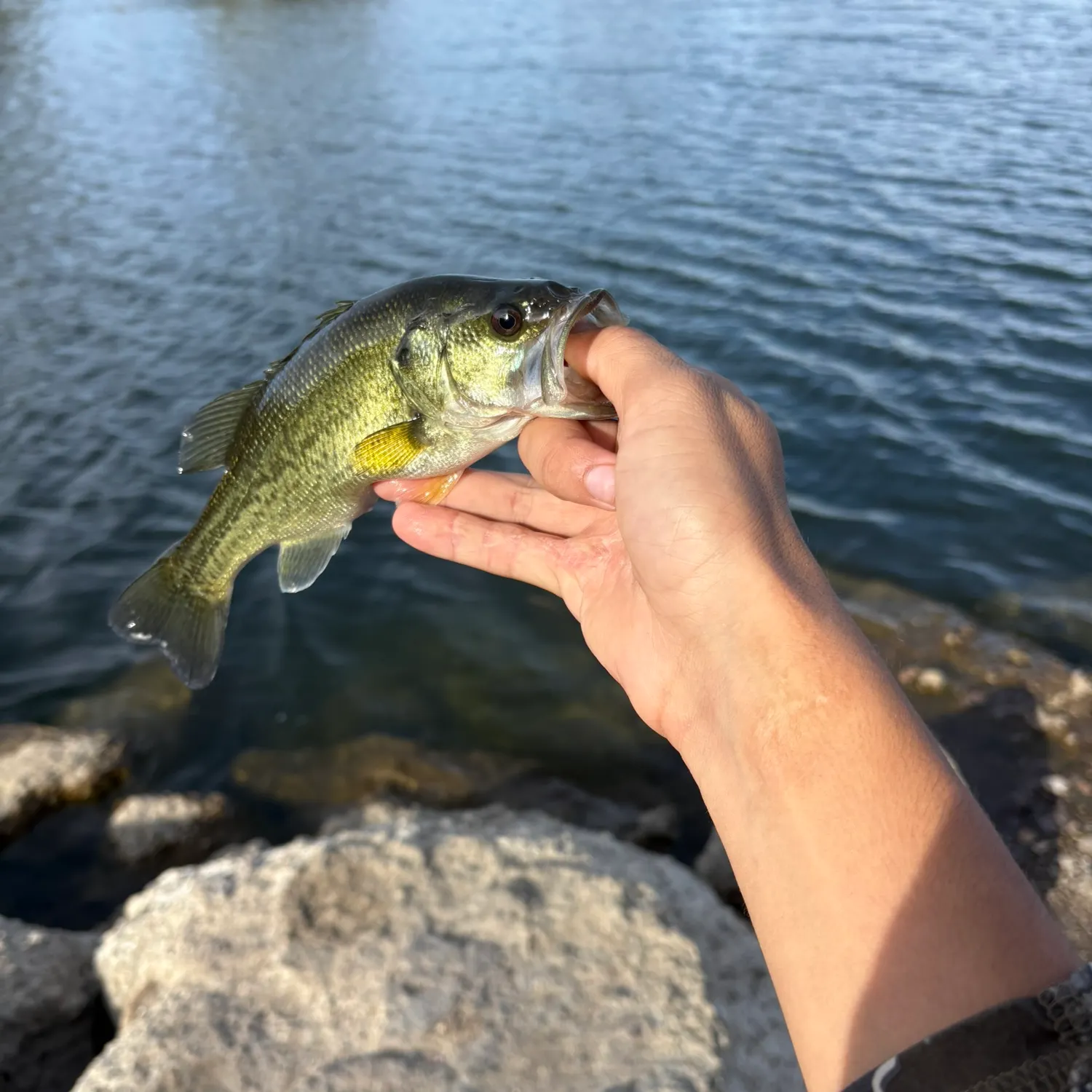 Largemouth bass caught on Fishbrain