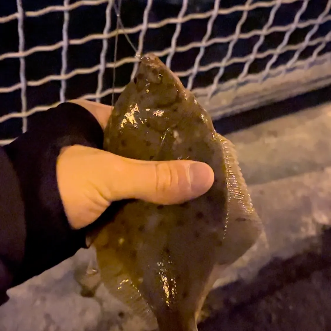 The most recent Winter flounder catches on Fishbrain