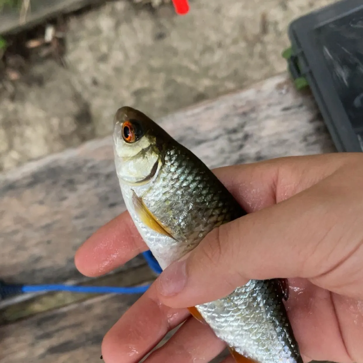 Common roach caught on Fishbrain