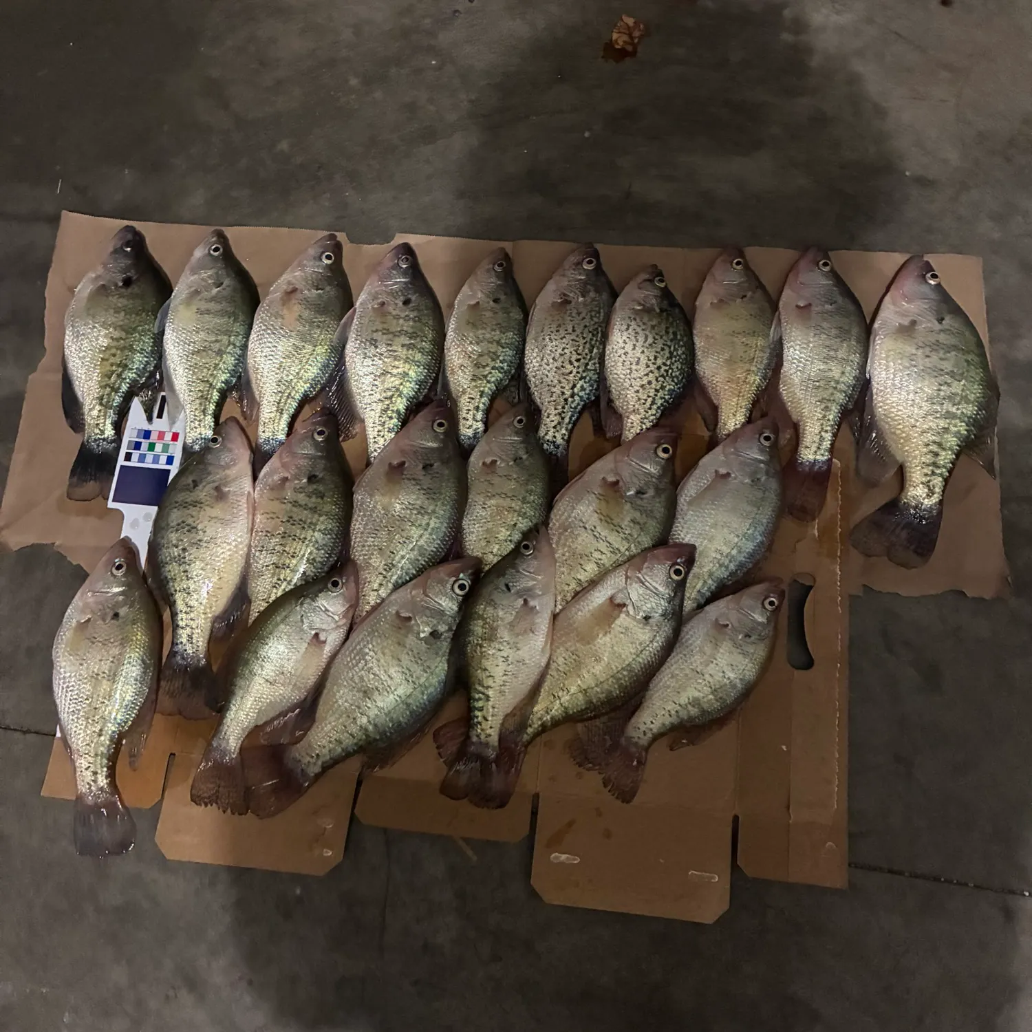 The most recent White crappie catches on Fishbrain
