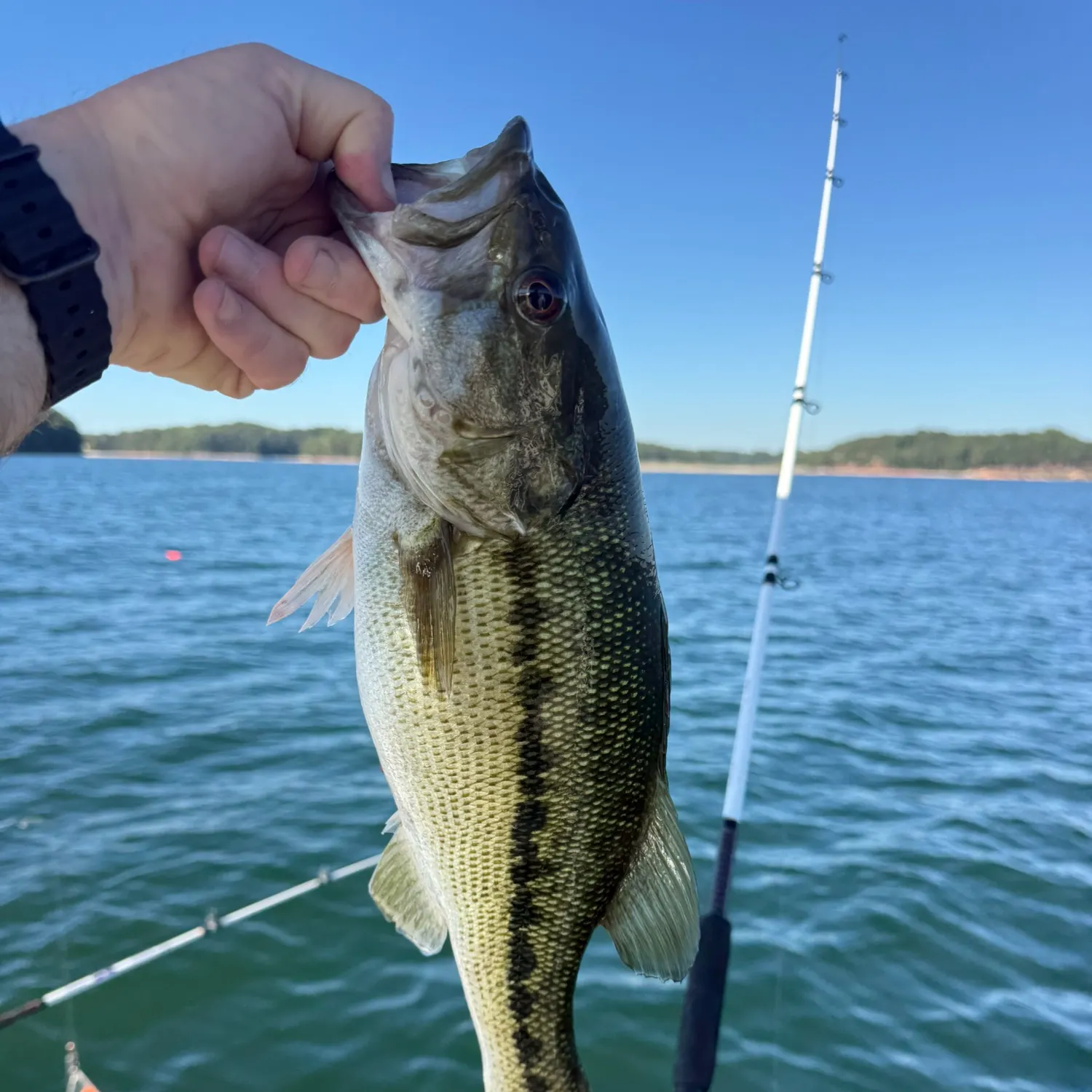 Spotted bass caught on Fishbrain