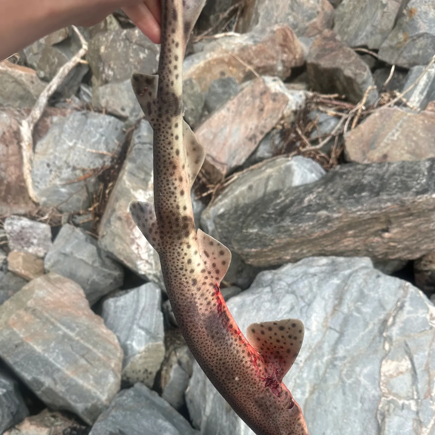 Lesser spotted dogfish caught on Fishbrain