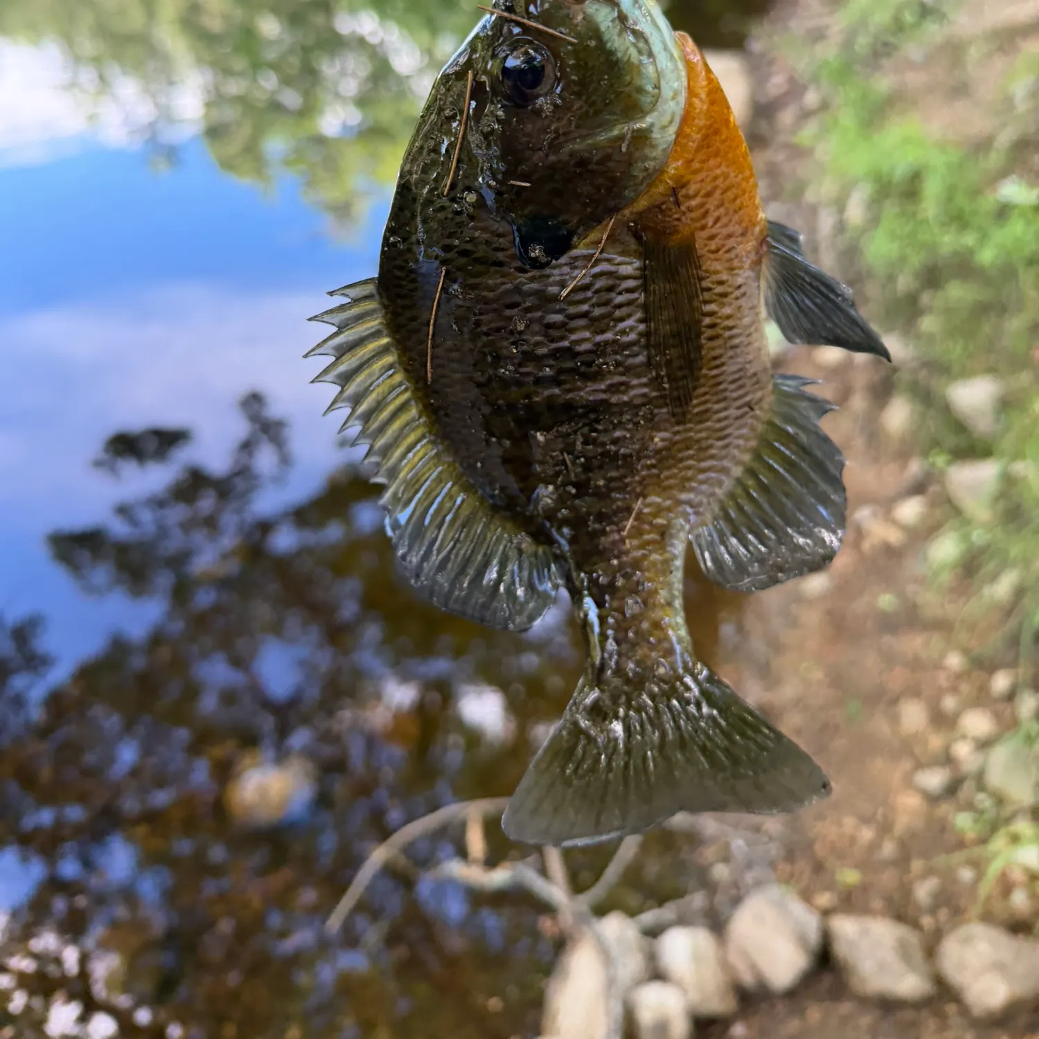 catch