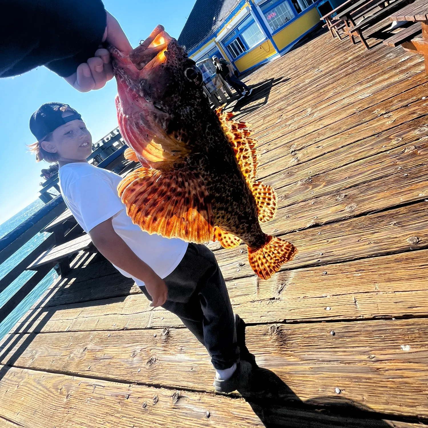 The most recent California scorpionfish catches on Fishbrain