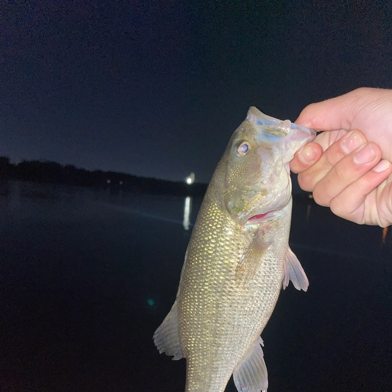 Smallmouth bass caught on Fishbrain