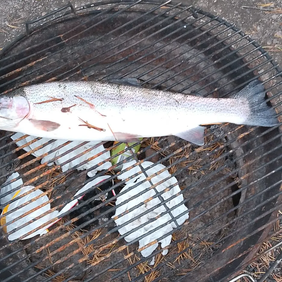 Rainbow trout caught on Fishbrain