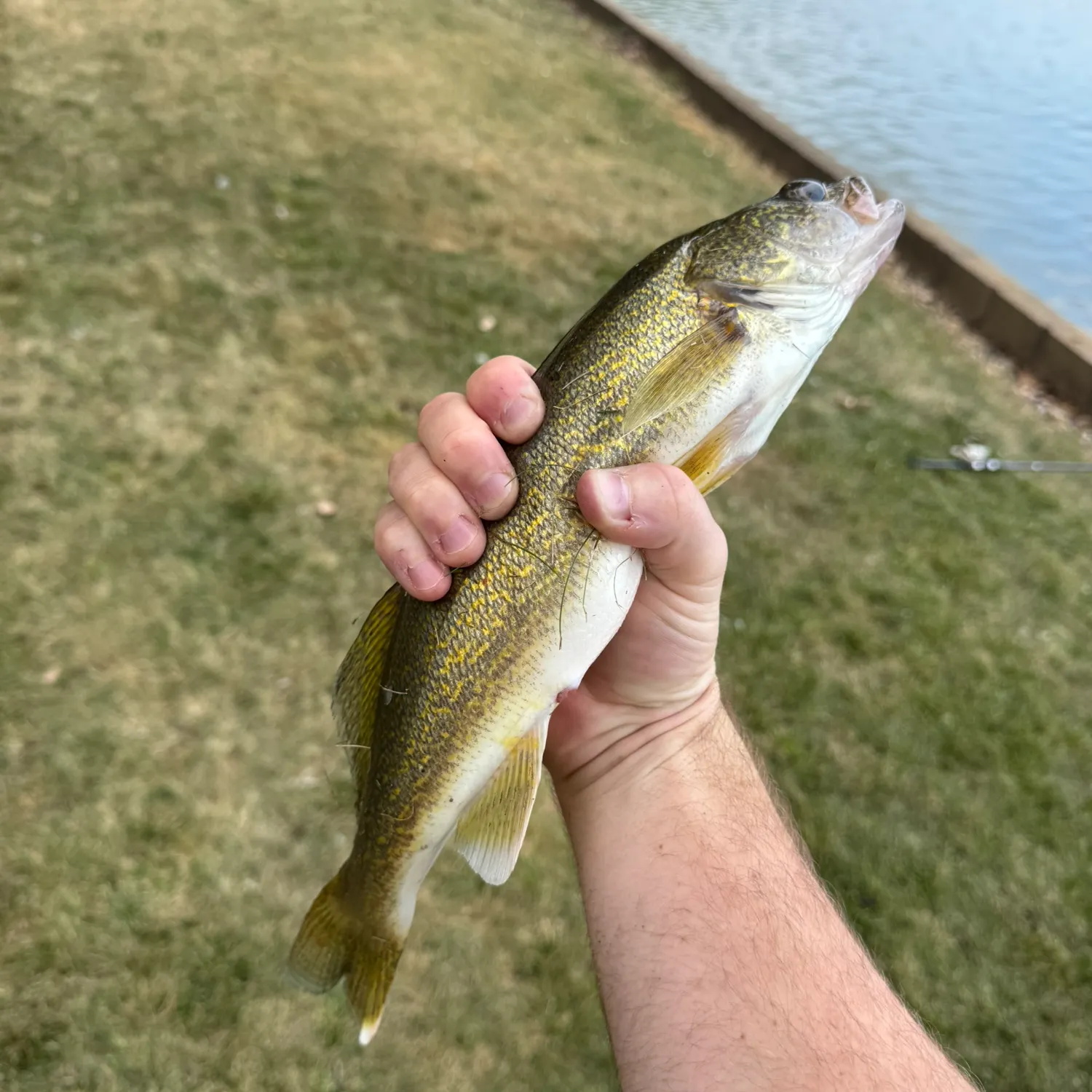 The most recent Walleye catches on Fishbrain