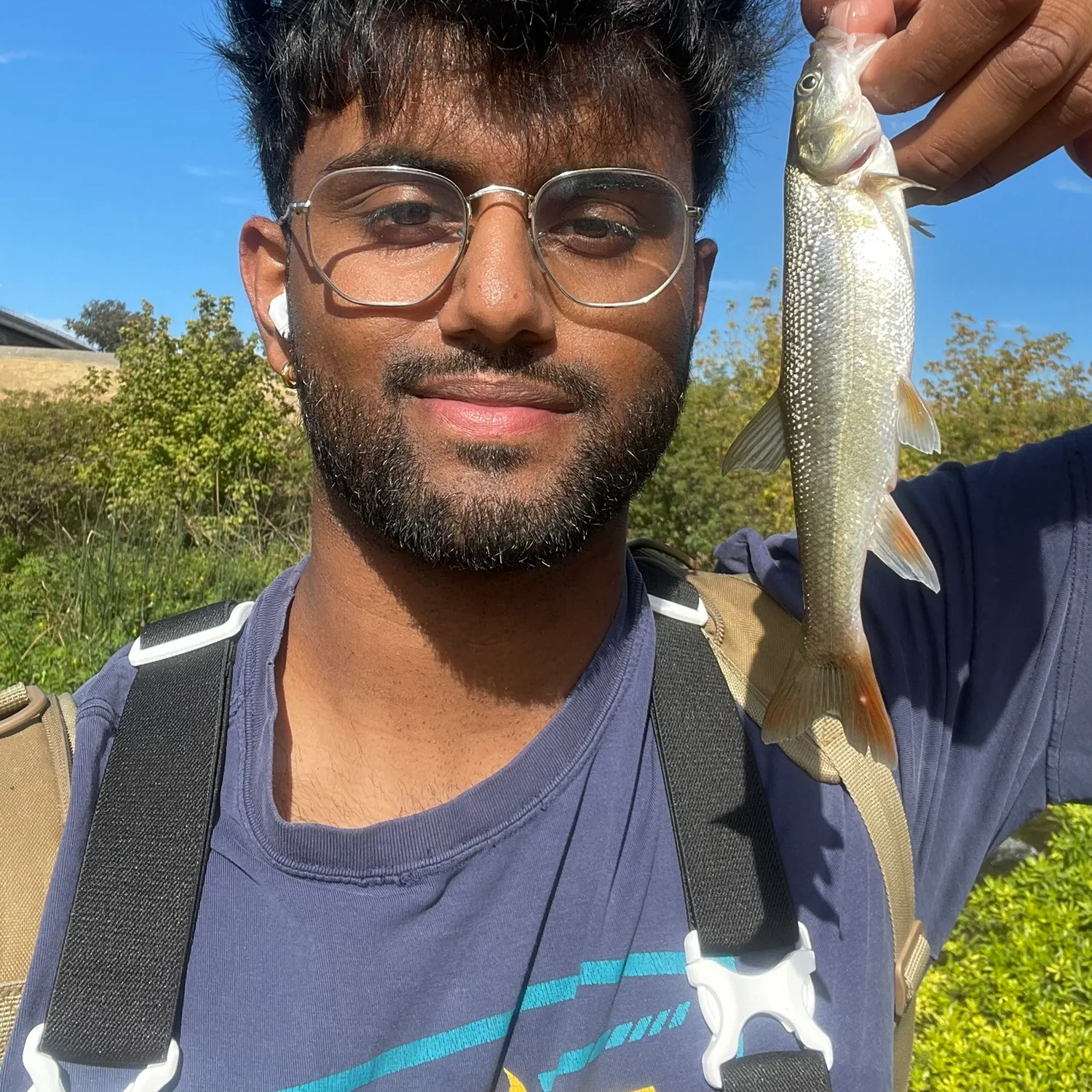 Sacramento pikeminnow caught on Fishbrain