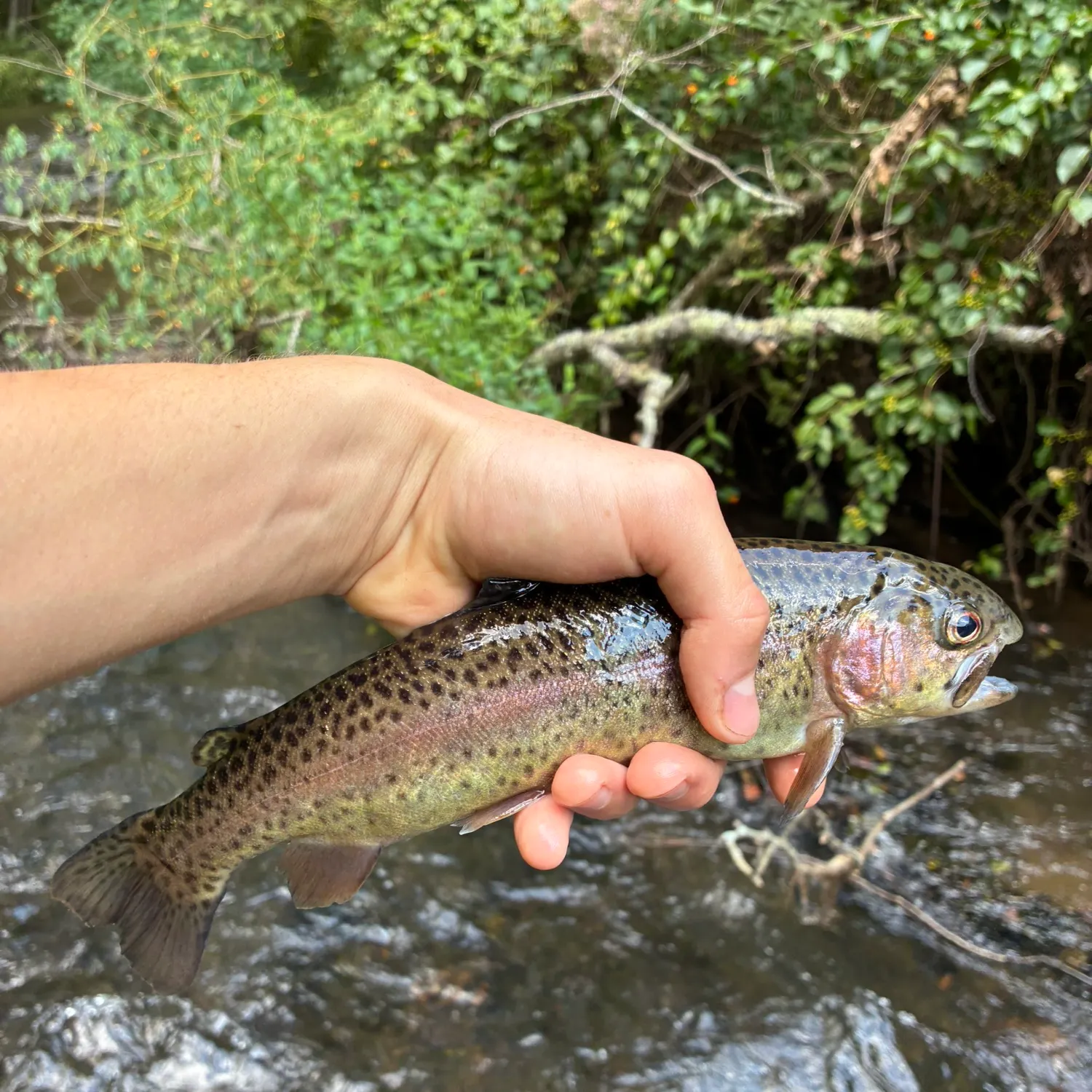 Rainbow trout caught on Fishbrain