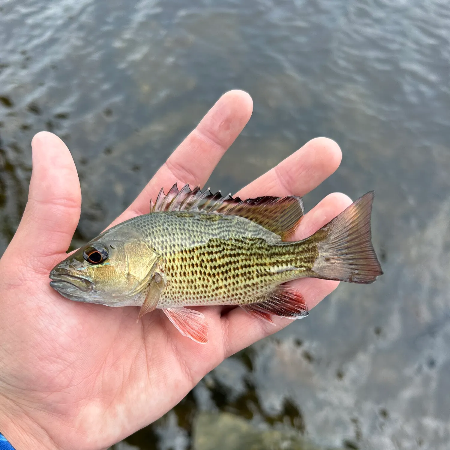 The most recent Mangrove snapper catches on Fishbrain