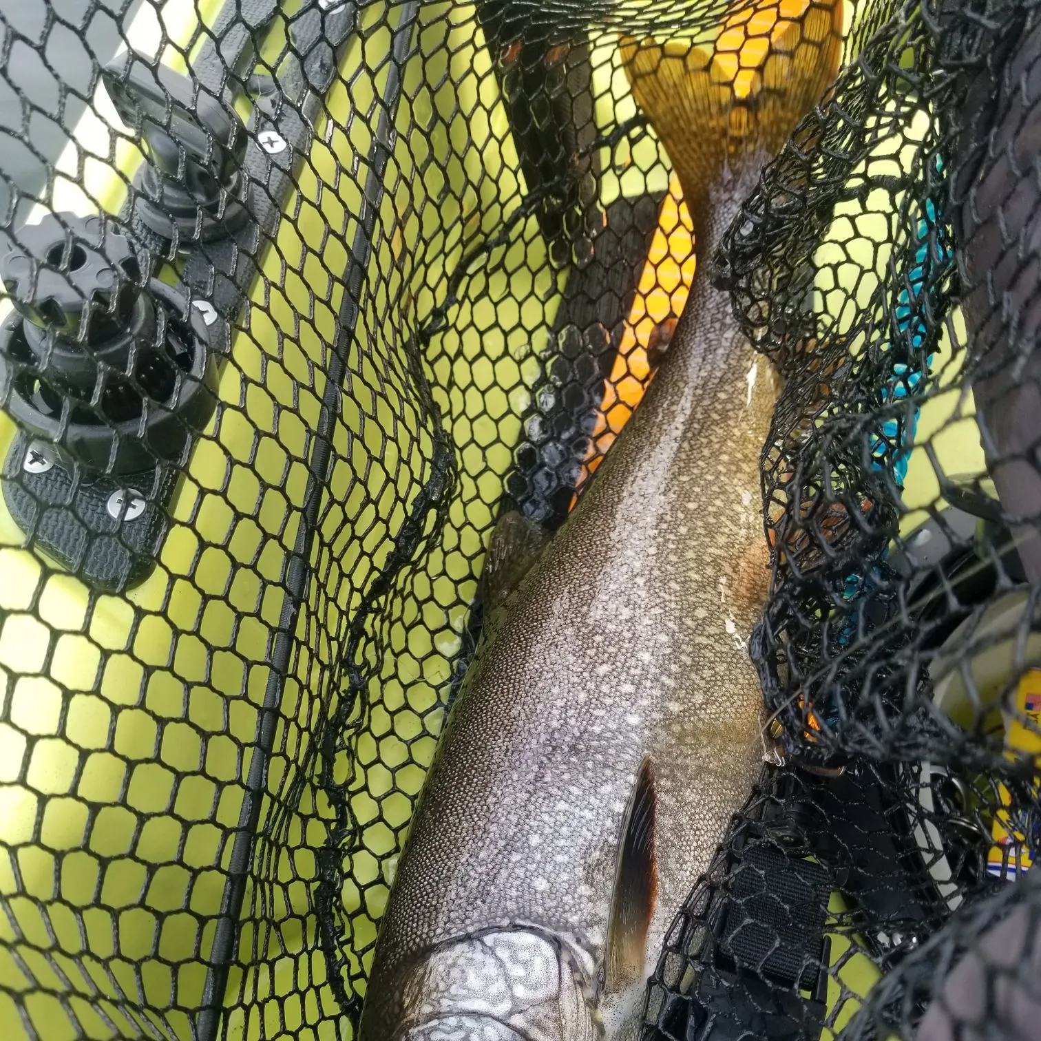 Lake char caught on Fishbrain