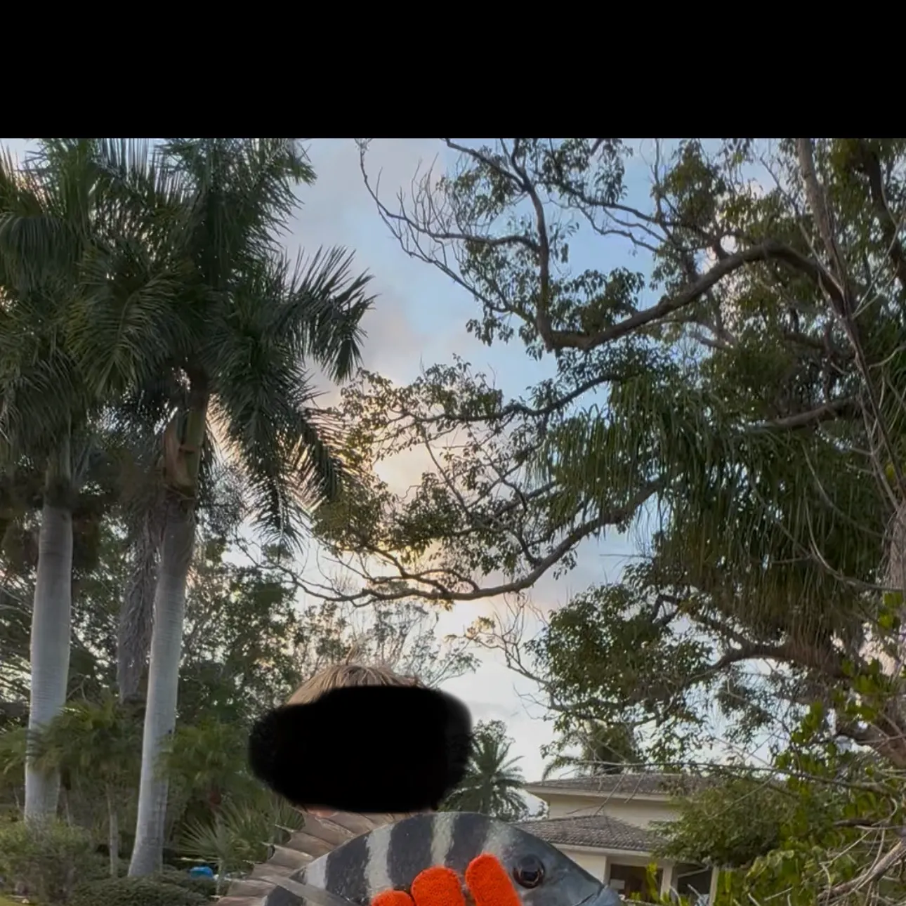 The most recent Sheepshead catches on Fishbrain