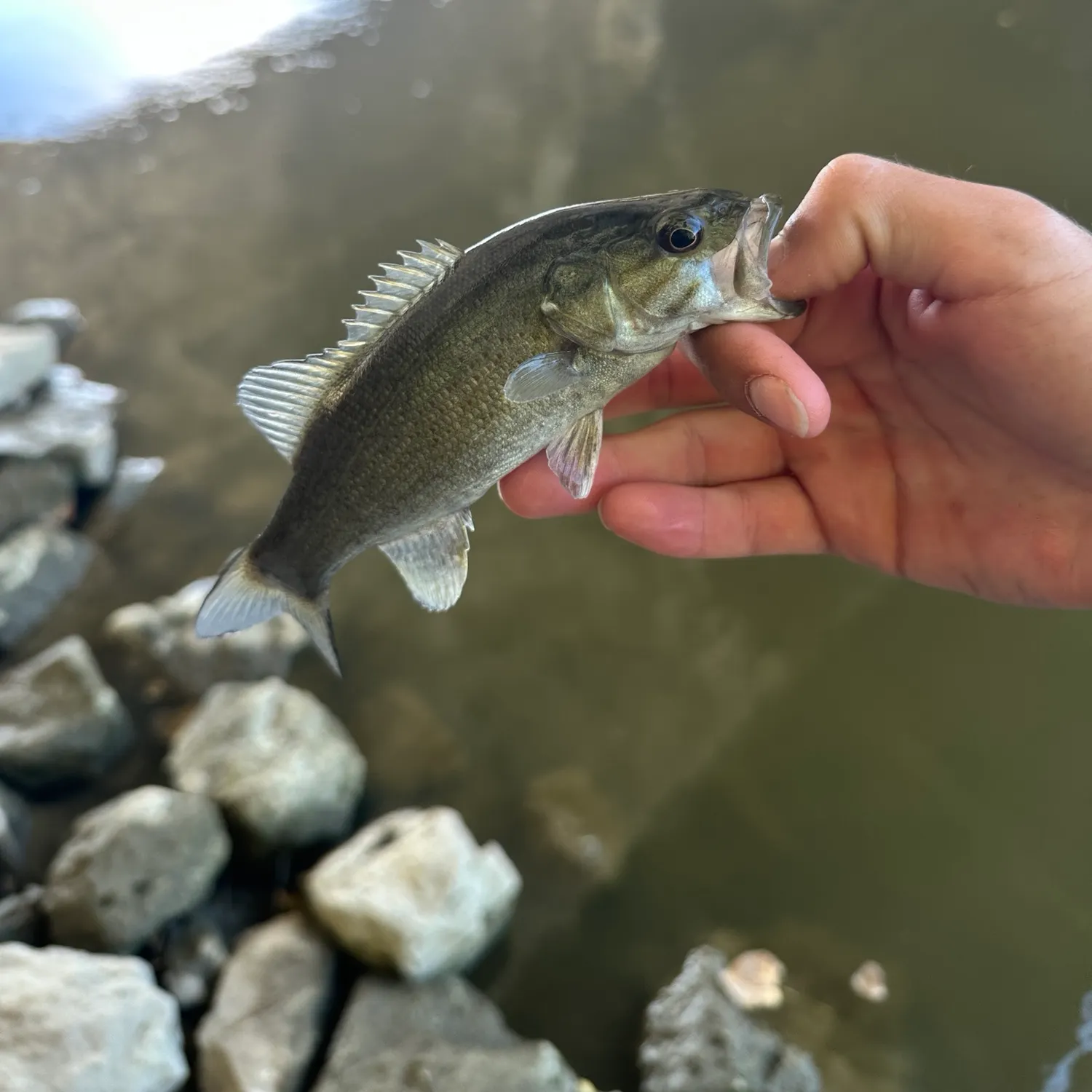 Smallmouth bass caught on Fishbrain